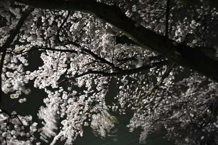 20150403夜桜