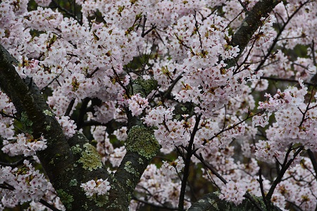 20150404桜②
