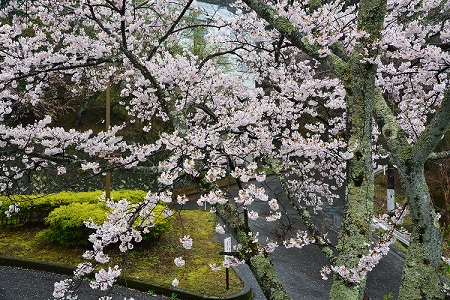 20150404桜➀